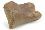 Theropod Dinosaur Toe Bone - Montana #268540-1
